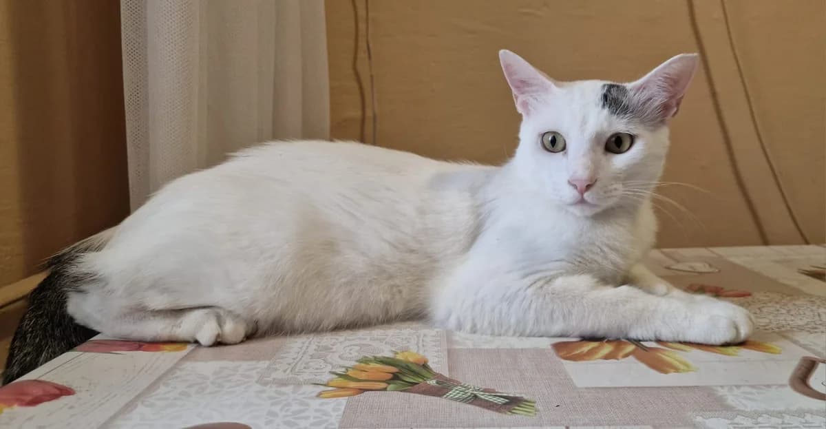 Ozzie, male young Mixed Breed for adoption at Stichting Stray Paws, NL-wide