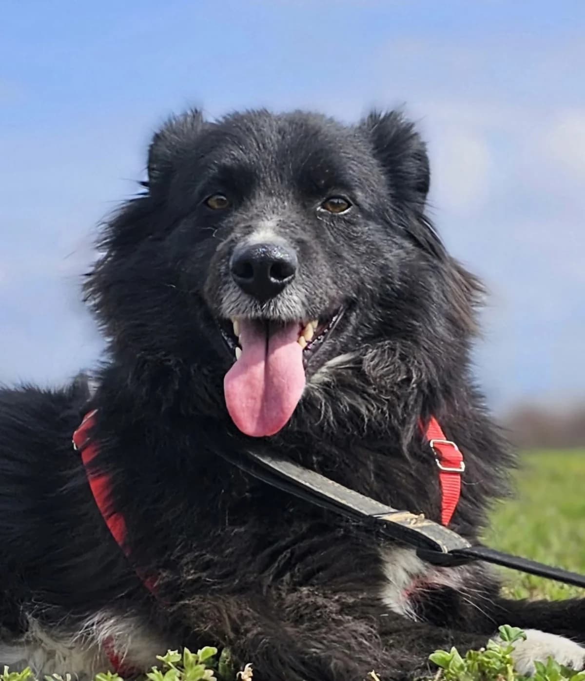Rocky (in opvang in Nederland), male 3yo Mixed Breed for adoption at Stichting Stray Paws, NL-wide