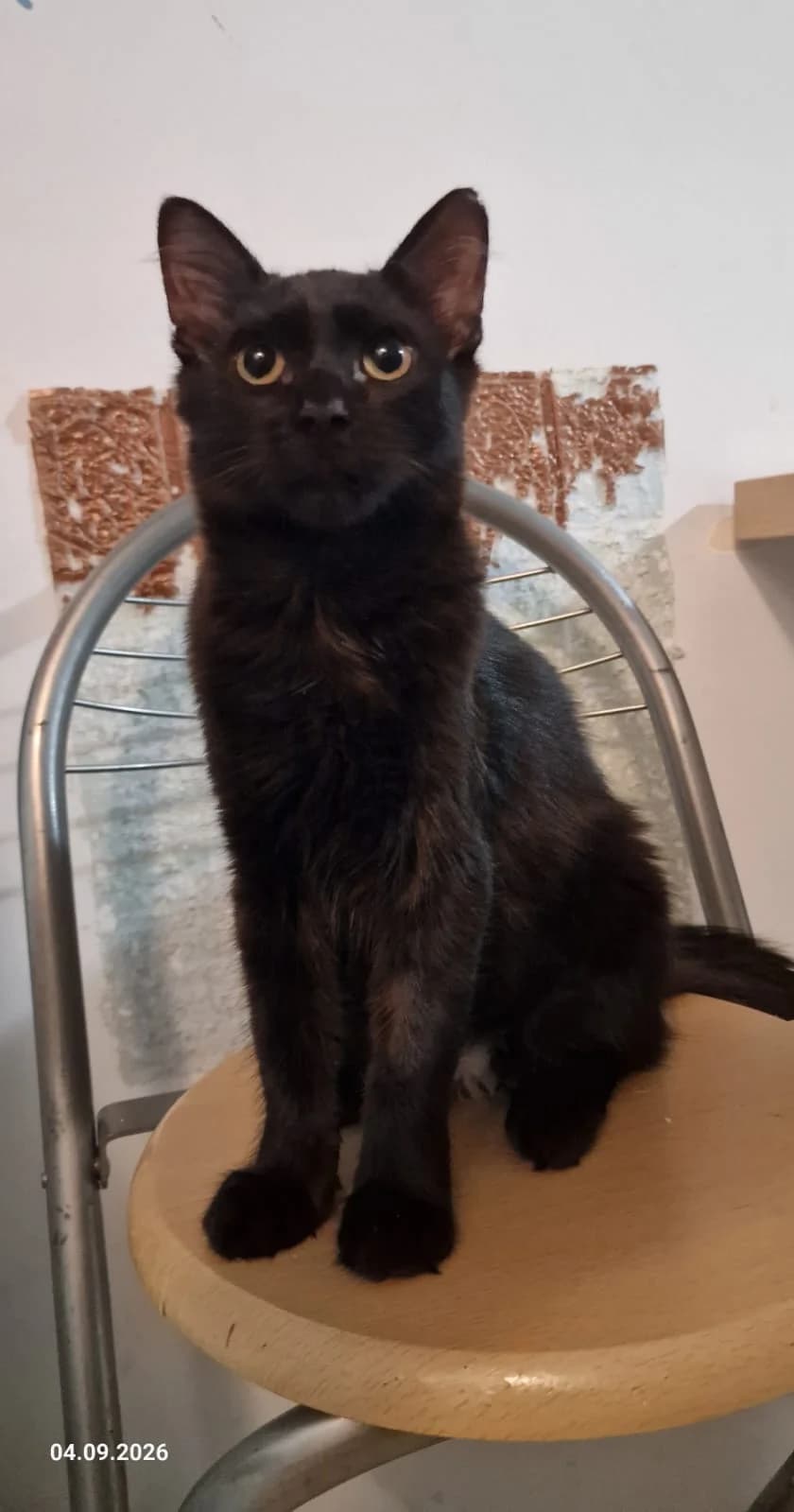 Sabrina, female puppy Mixed Breed for adoption at Stichting Stray Paws, NL-wide
