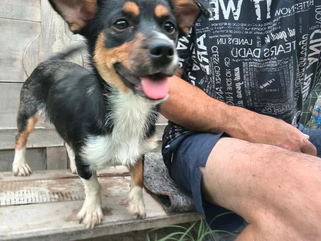 Senna, female young Mixed Breed for adoption at Stichting Stray Paws, NL-wide