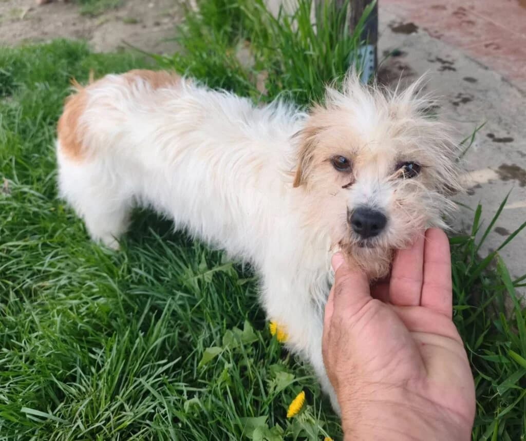 Skye (in opvang in Nederland), female 3yo Mixed Breed for adoption at Stichting Stray Paws, NL-wide