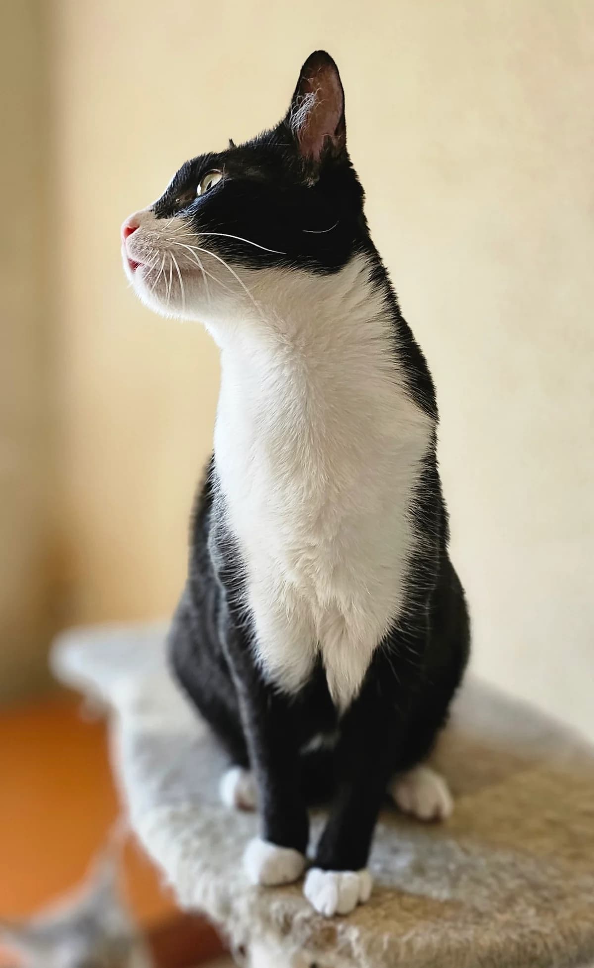 Sylvie, female 3yo Mixed Breed for adoption at Stichting Stray Paws, NL-wide