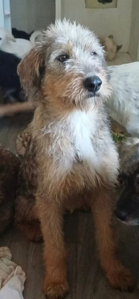 Tess, female young Mixed Breed for adoption at Stichting Stray Paws, NL-wide