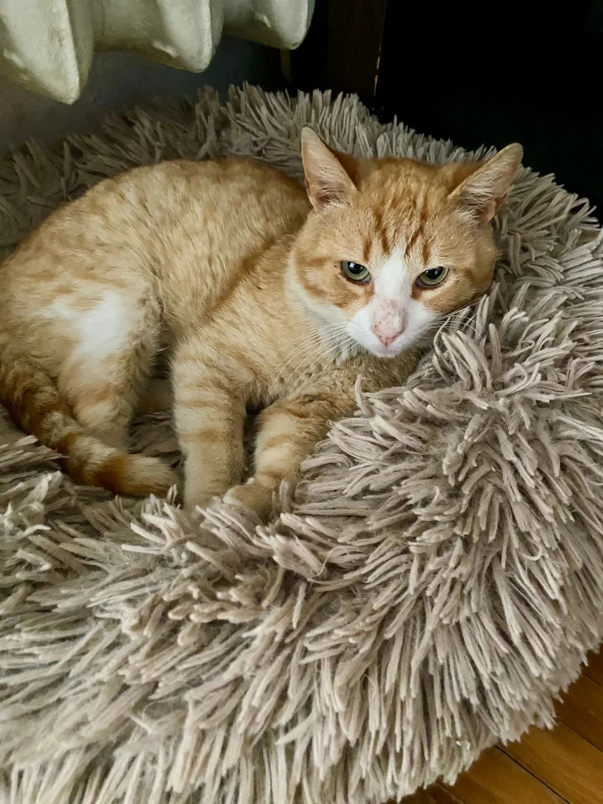Zuzu, male 5yo Mixed Breed for adoption at Stichting Stray Paws, NL-wide