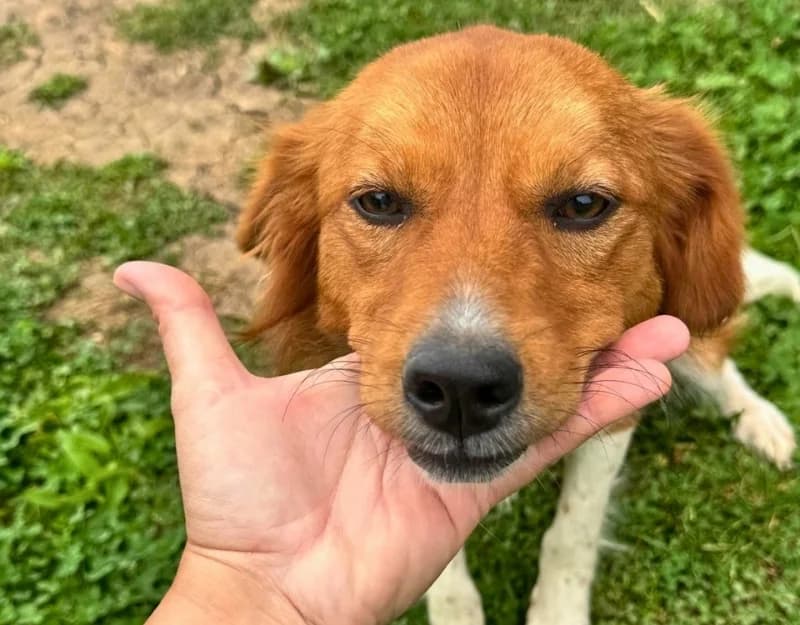 Abby 2, female puppy Mixed Breed for adoption at Straydogs Rescue Nederland, RC Nieuwe Pekela