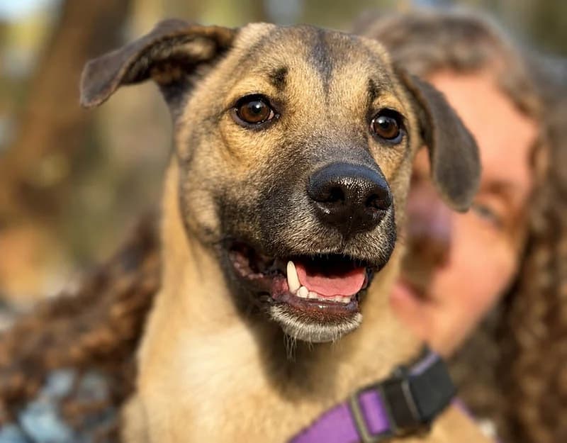 Angie, female young Mixed Breed for adoption at Straydogs Rescue Nederland, RC Nieuwe Pekela