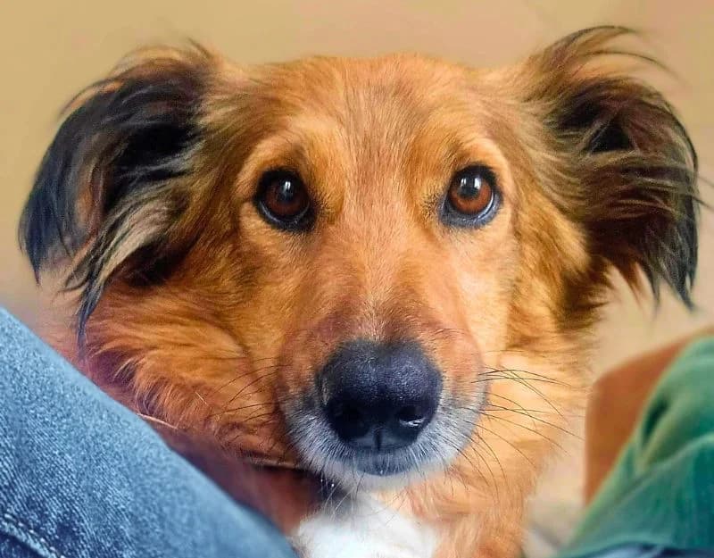 Annie, female young Mixed Breed for adoption at Straydogs Rescue Nederland, RC Nieuwe Pekela