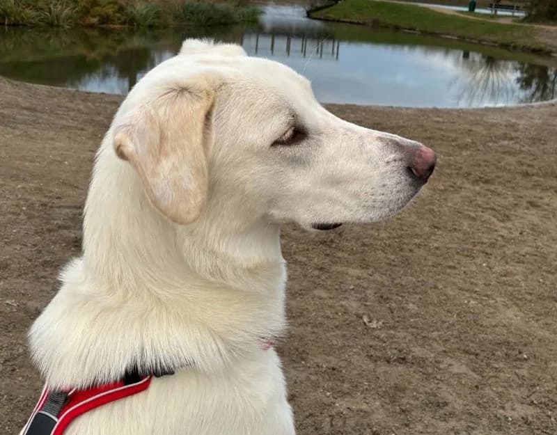 Arty, female Mixed Breed for adoption at Straydogs Rescue Nederland, RC Nieuwe Pekela