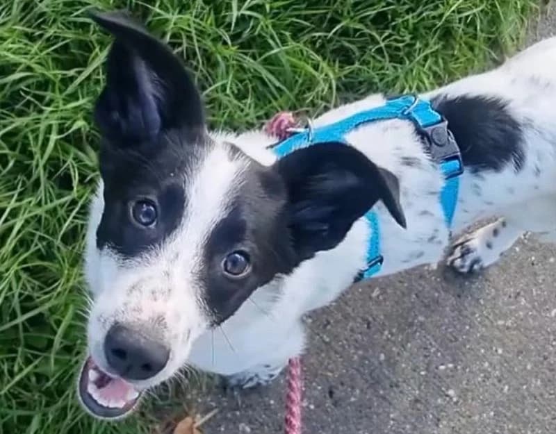 Basket, male puppy Mixed Breed for adoption at Straydogs Rescue Nederland, RC Nieuwe Pekela