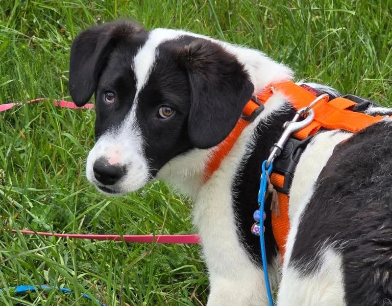 Bradley, male puppy Mixed Breed for adoption at Straydogs Rescue Nederland, RC Nieuwe Pekela
