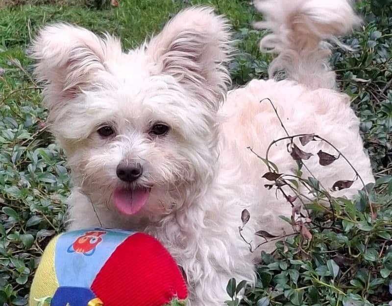Brisa, female young Mixed Breed for adoption at Straydogs Rescue Nederland, RC Nieuwe Pekela