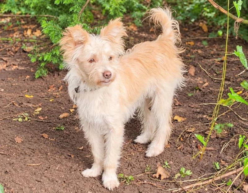 Coco 3, female young Mixed Breed for adoption at Straydogs Rescue Nederland, RC Nieuwe Pekela