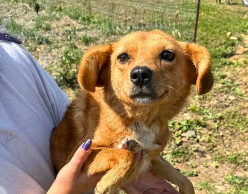 Dora, female puppy Mixed Breed for adoption at Straydogs Rescue Nederland, RC Nieuwe Pekela