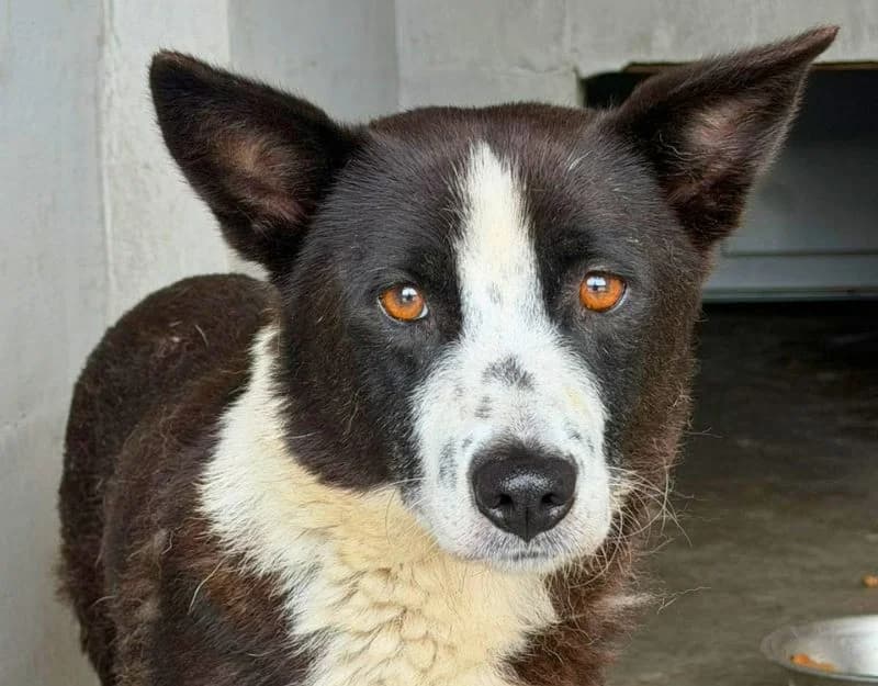 Hazel 2, female young Mixed Breed for adoption at Straydogs Rescue Nederland, RC Nieuwe Pekela