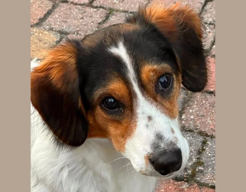 Humpy, male 3yo Mixed Breed for adoption at Straydogs Rescue Nederland, RC Nieuwe Pekela