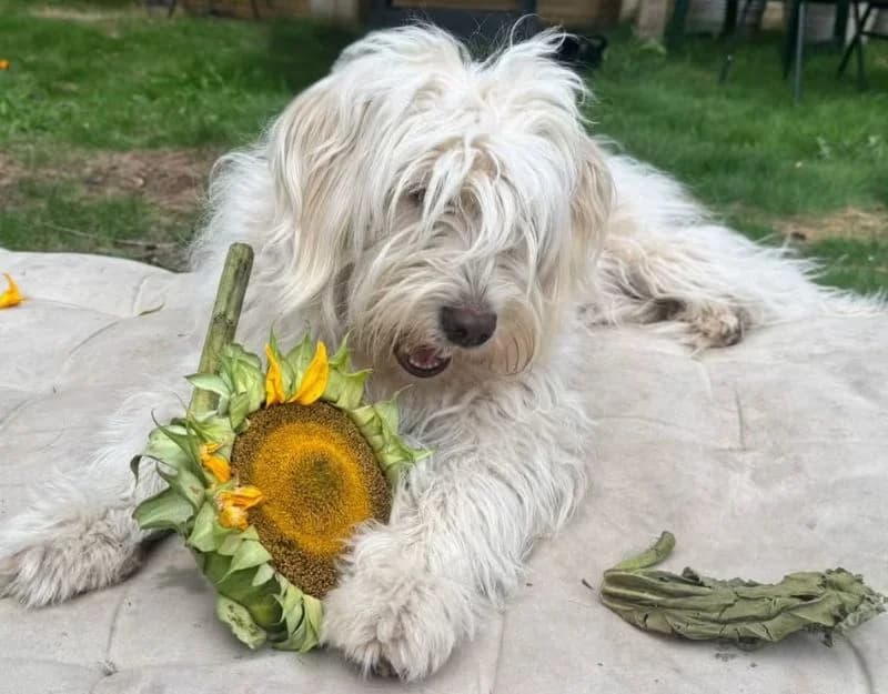 Jojo, female young Mixed Breed for adoption at Straydogs Rescue Nederland, RC Nieuwe Pekela