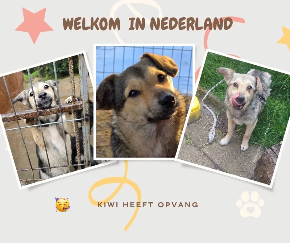 Kiwi 2, female young Mixed Breed for adoption at Straydogs Rescue Nederland, RC Nieuwe Pekela