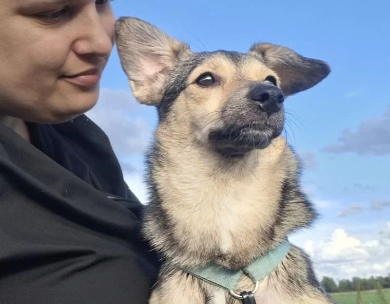 Kiwi 2, female young Mixed Breed for adoption at Straydogs Rescue Nederland, RC Nieuwe Pekela