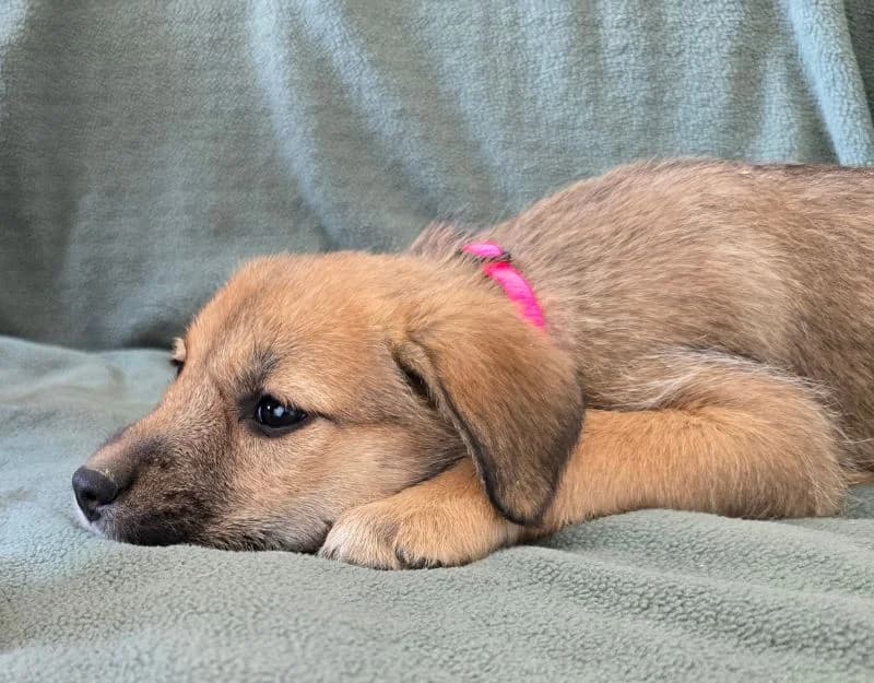 Lala, female puppy Mixed Breed for adoption at Straydogs Rescue Nederland, RC Nieuwe Pekela