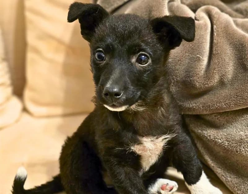 Little Monkey, female puppy Mixed Breed for adoption at Straydogs Rescue Nederland, RC Nieuwe Pekela