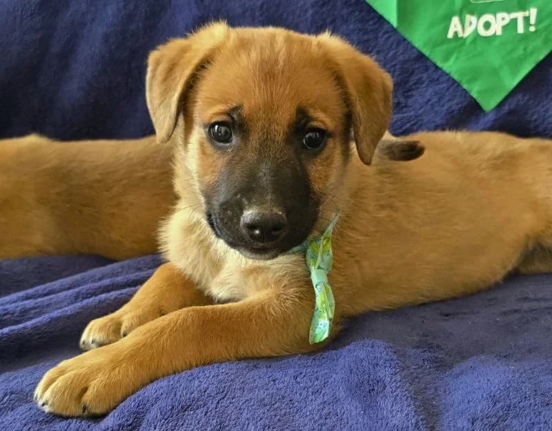 Lucas, male puppy Mixed Breed for adoption at Straydogs Rescue Nederland, RC Nieuwe Pekela