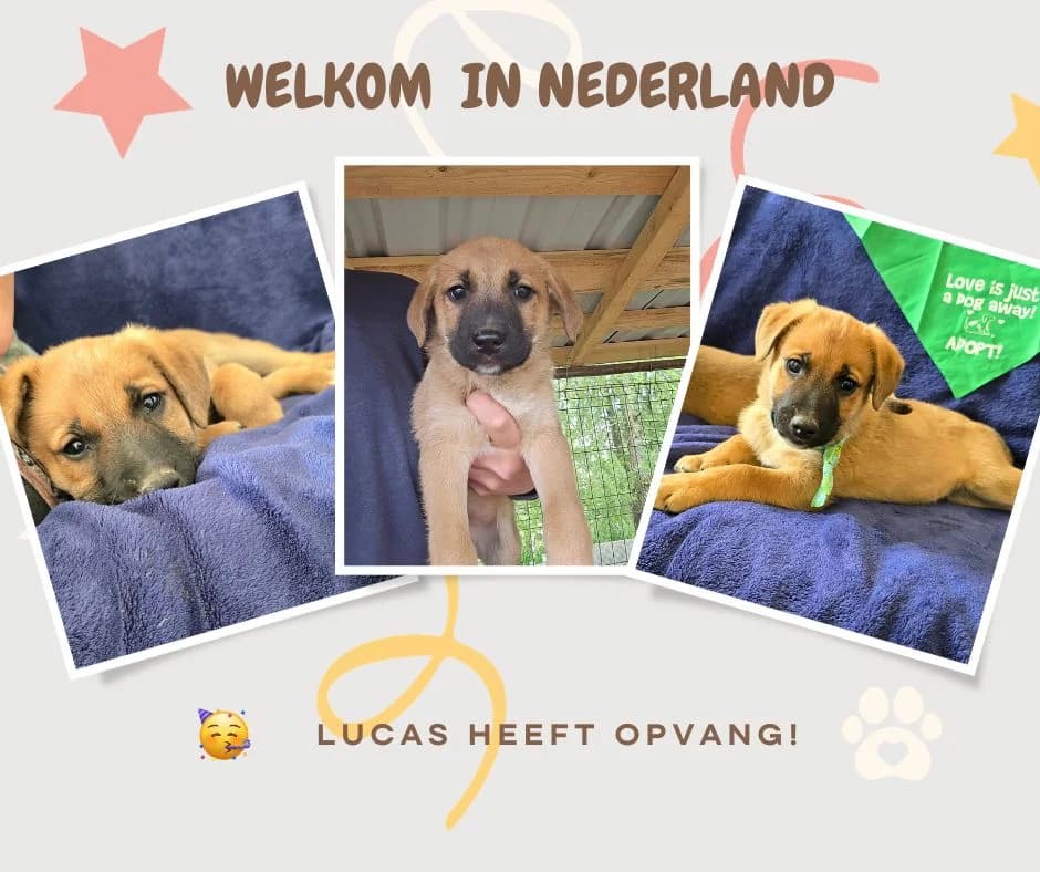 Lucas 2, male puppy Mixed Breed for adoption at Straydogs Rescue Nederland, RC Nieuwe Pekela