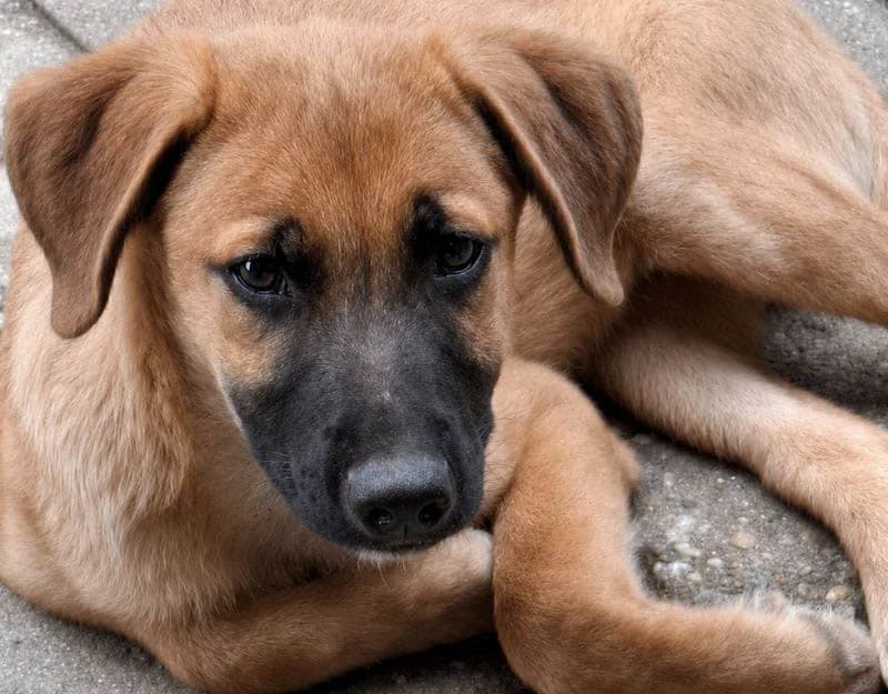 Lucas 2, male puppy Mixed Breed for adoption at Straydogs Rescue Nederland, RC Nieuwe Pekela