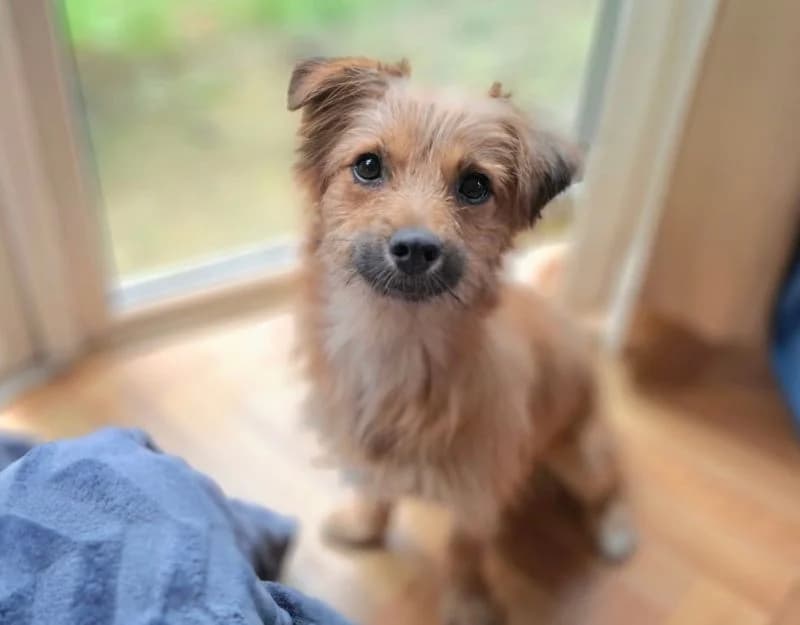 Luigi, male puppy Mixed Breed for adoption at Straydogs Rescue Nederland, RC Nieuwe Pekela