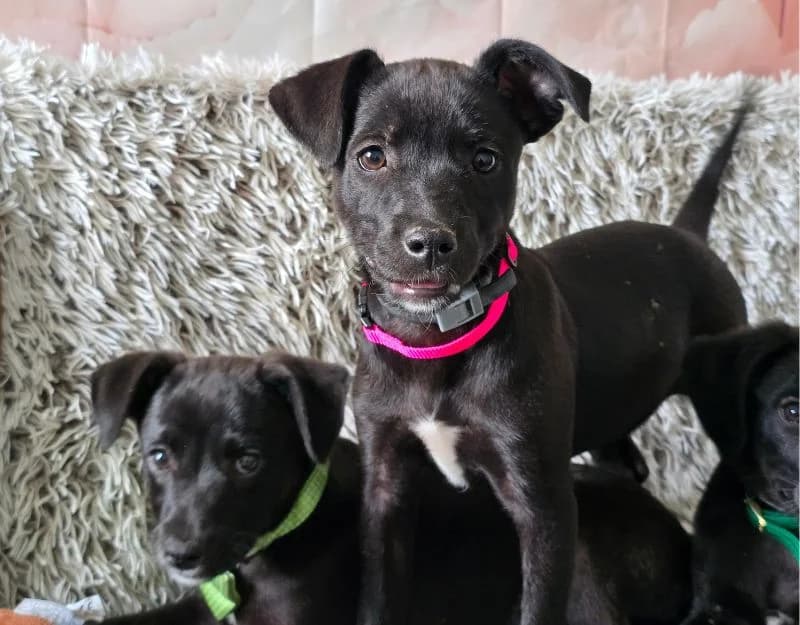 Nora, female puppy Mixed Breed for adoption at Straydogs Rescue Nederland, RC Nieuwe Pekela