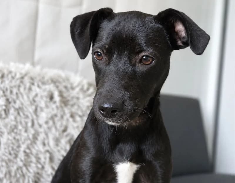 Nora, female puppy Mixed Breed for adoption at Straydogs Rescue Nederland, RC Nieuwe Pekela