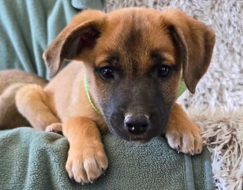 Nouska, female puppy Mixed Breed for adoption at Straydogs Rescue Nederland, RC Nieuwe Pekela