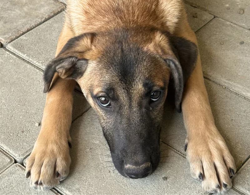 Nouska, female puppy Mixed Breed for adoption at Straydogs Rescue Nederland, RC Nieuwe Pekela