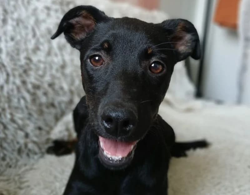 Nova, female puppy Mixed Breed for adoption at Straydogs Rescue Nederland, RC Nieuwe Pekela