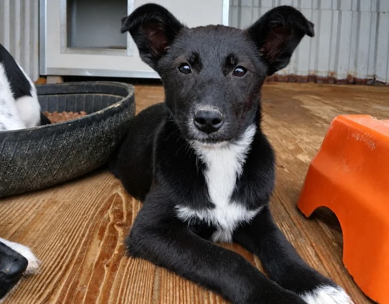 Raya, female puppy Mixed Breed for adoption at Straydogs Rescue Nederland, RC Nieuwe Pekela