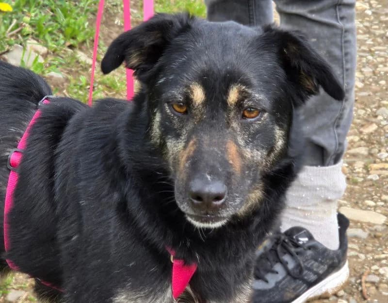 Riga, female 3yo Mixed Breed for adoption at Straydogs Rescue Nederland, RC Nieuwe Pekela
