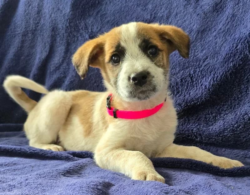 Saga, female puppy Mixed Breed for adoption at Straydogs Rescue Nederland, RC Nieuwe Pekela
