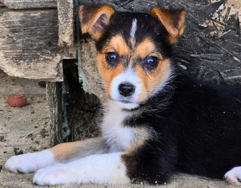 Taylor, female puppy Mixed Breed for adoption at Straydogs Rescue Nederland, RC Nieuwe Pekela