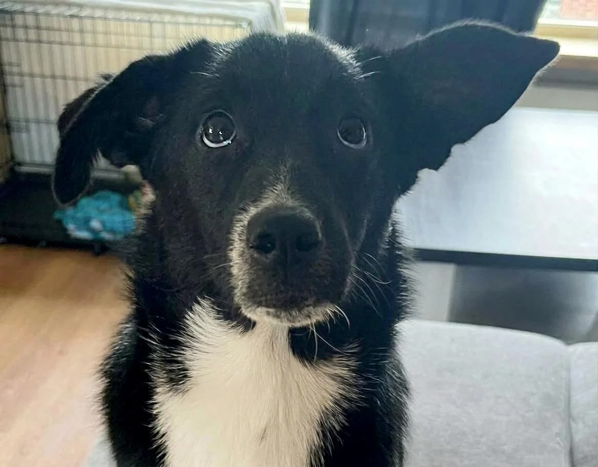 Tiesto, male puppy Mixed Breed for adoption at Straydogs Rescue Nederland, RC Nieuwe Pekela