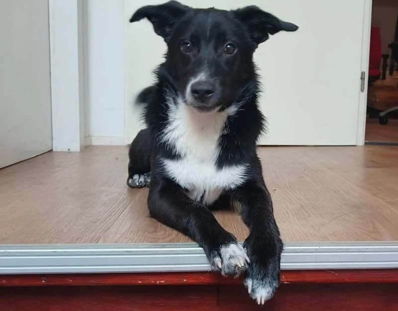 Tiesto, male puppy Mixed Breed for adoption at Straydogs Rescue Nederland, RC Nieuwe Pekela