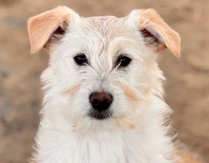 Yuna, female puppy Mixed Breed for adoption at Straydogs Rescue Nederland, RC Nieuwe Pekela