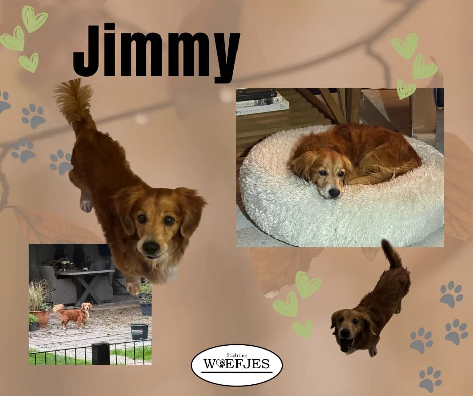Jimmy, male senior Border Collie for adoption at Stichting Woefjes