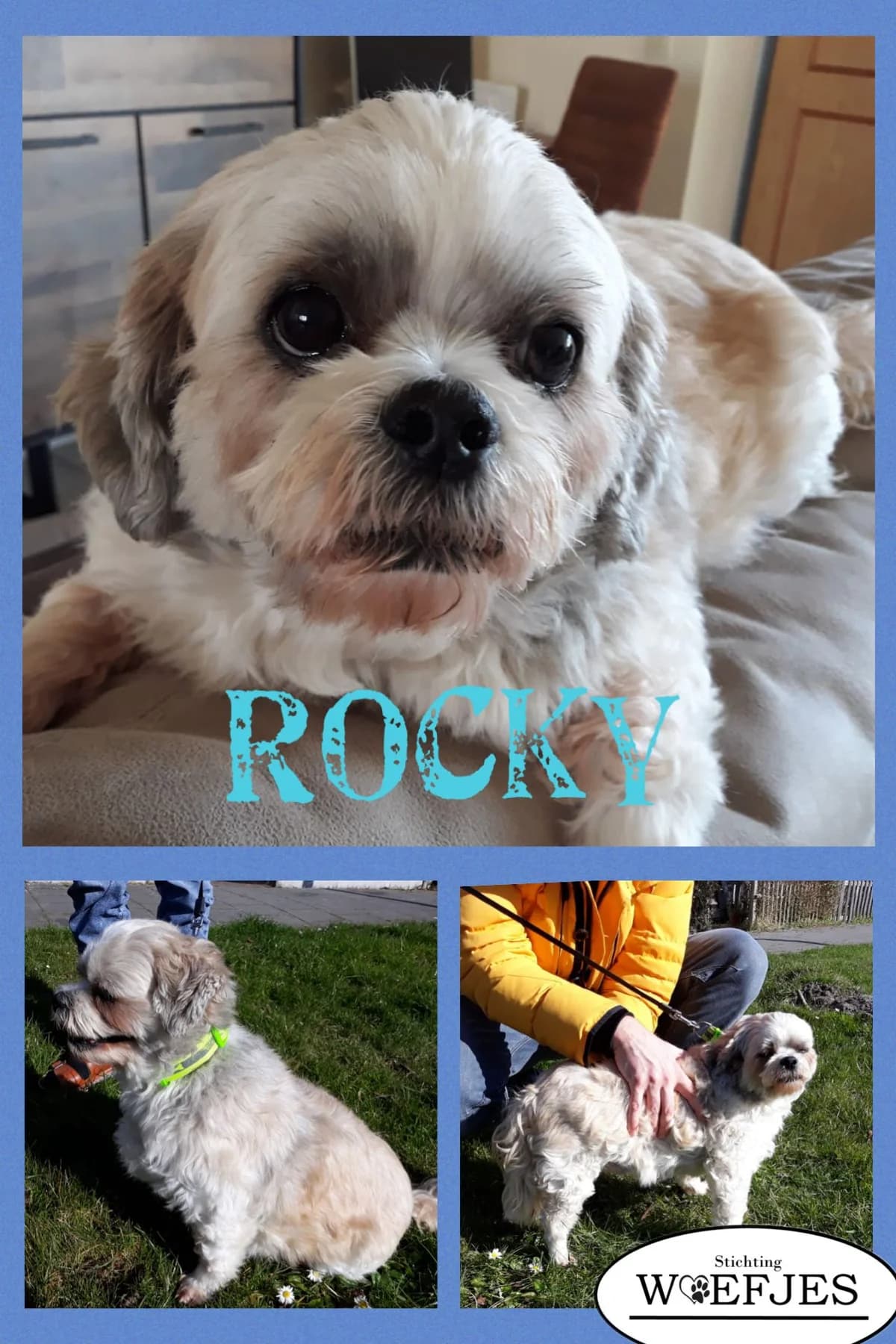Rocky, bruin male senior Mixed Breed for adoption at Stichting Woefjes