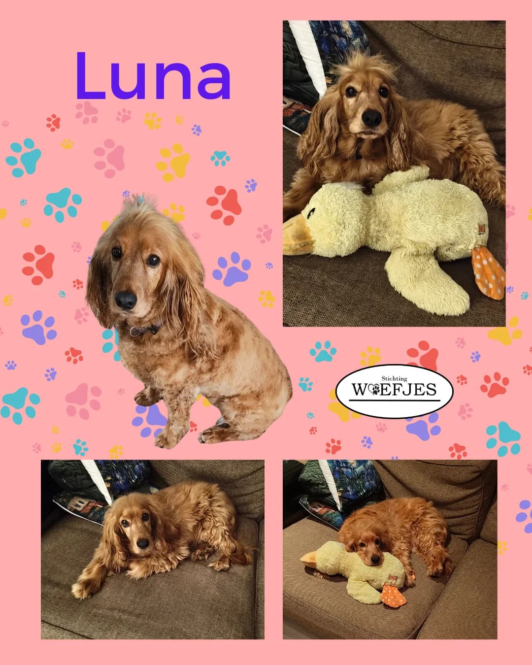 Luna, senior Mixed Breed for adoption at Stichting Woefjes
