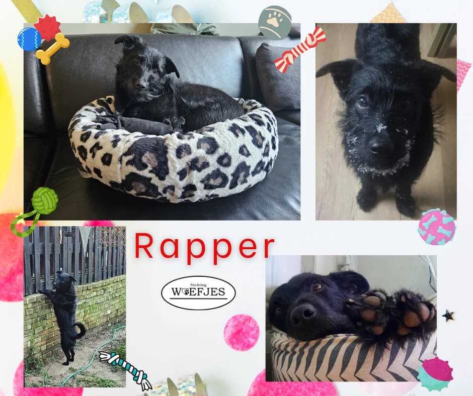Rapper, 5yo Mixed Breed for adoption at Stichting Woefjes