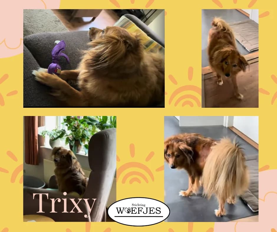 Trixy, 6yo Keeshond for adoption at Stichting Woefjes