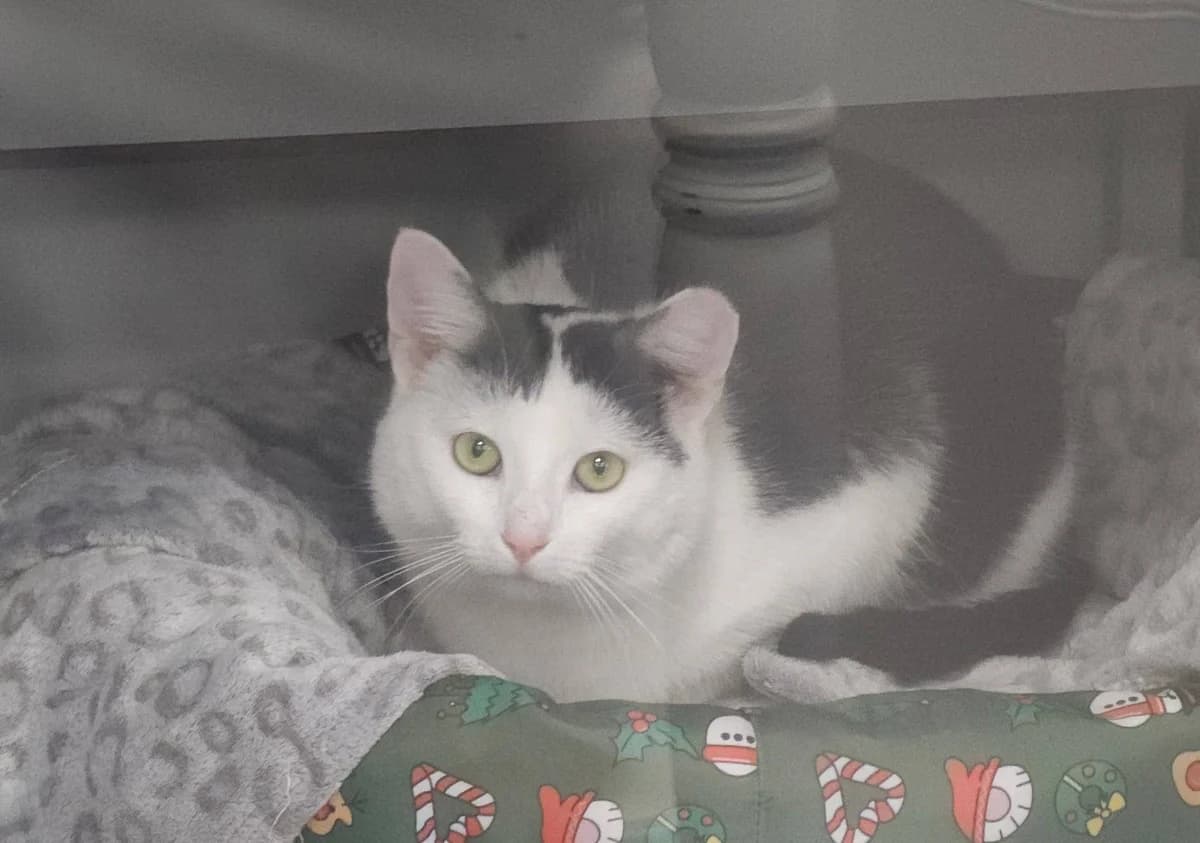 Wietse, wit male young Mixed Breed for adoption at Stichting ZuiderZee Zwerfdieren, Lelystad