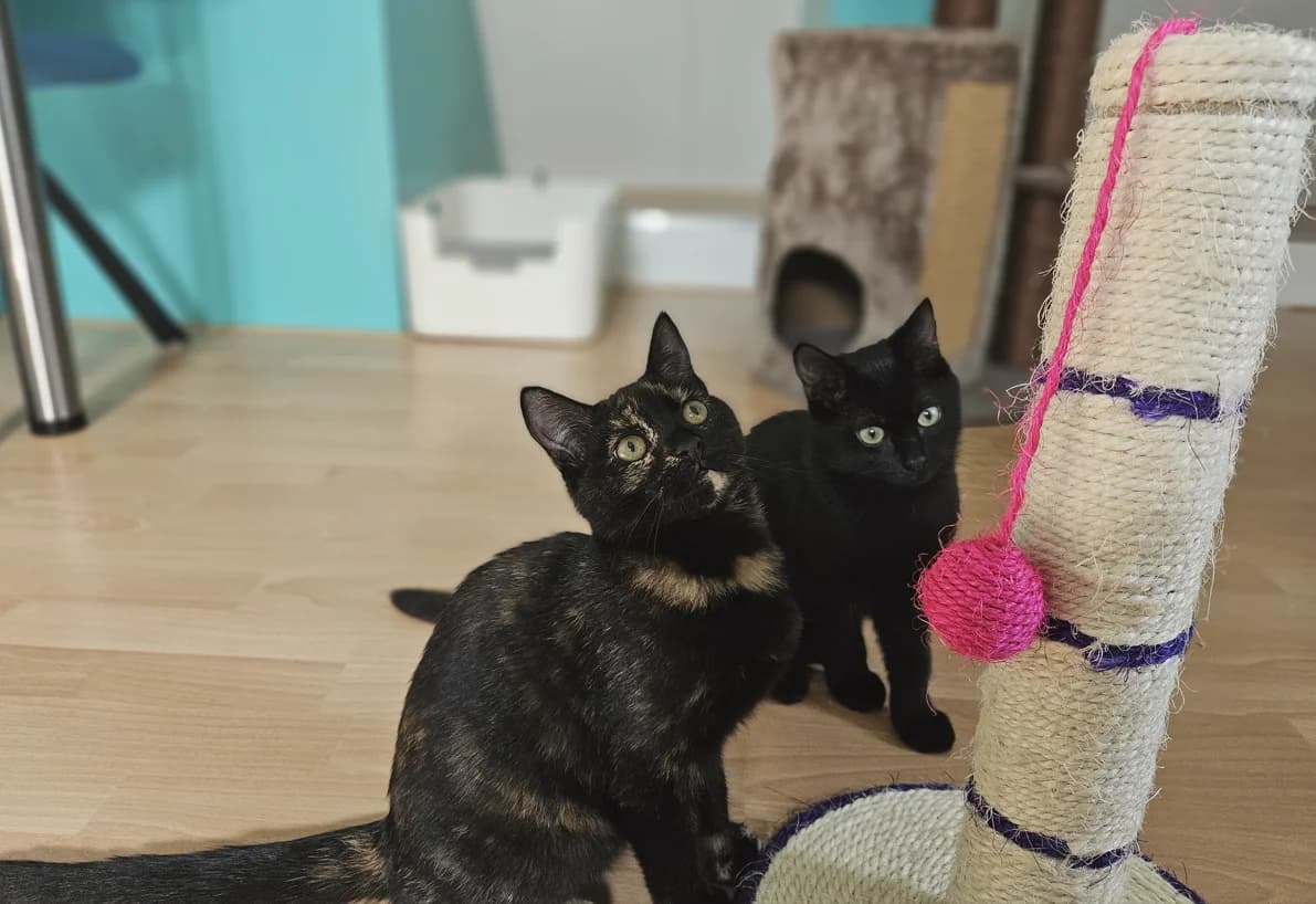 Mochi en, puppy European Shorthair for adoption at Stichting Zwerfkatten Nederland
