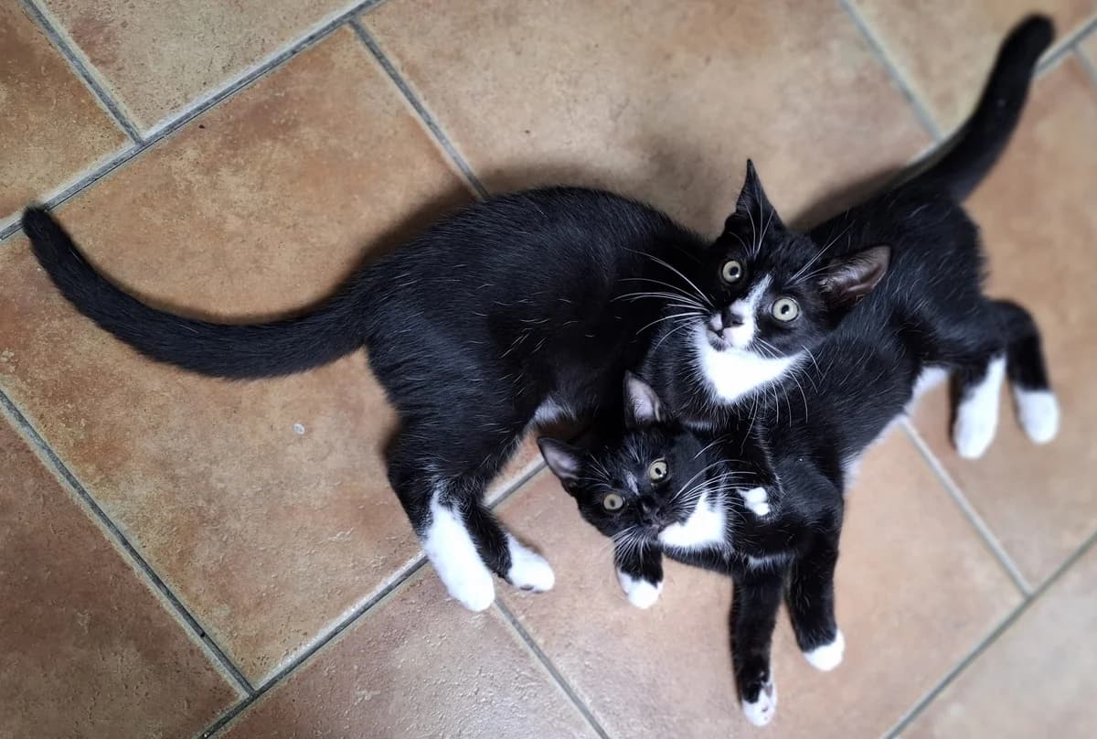 Sid & Ike, male puppy European Shorthair for adoption at Stichting Zwerfkatten Nederland