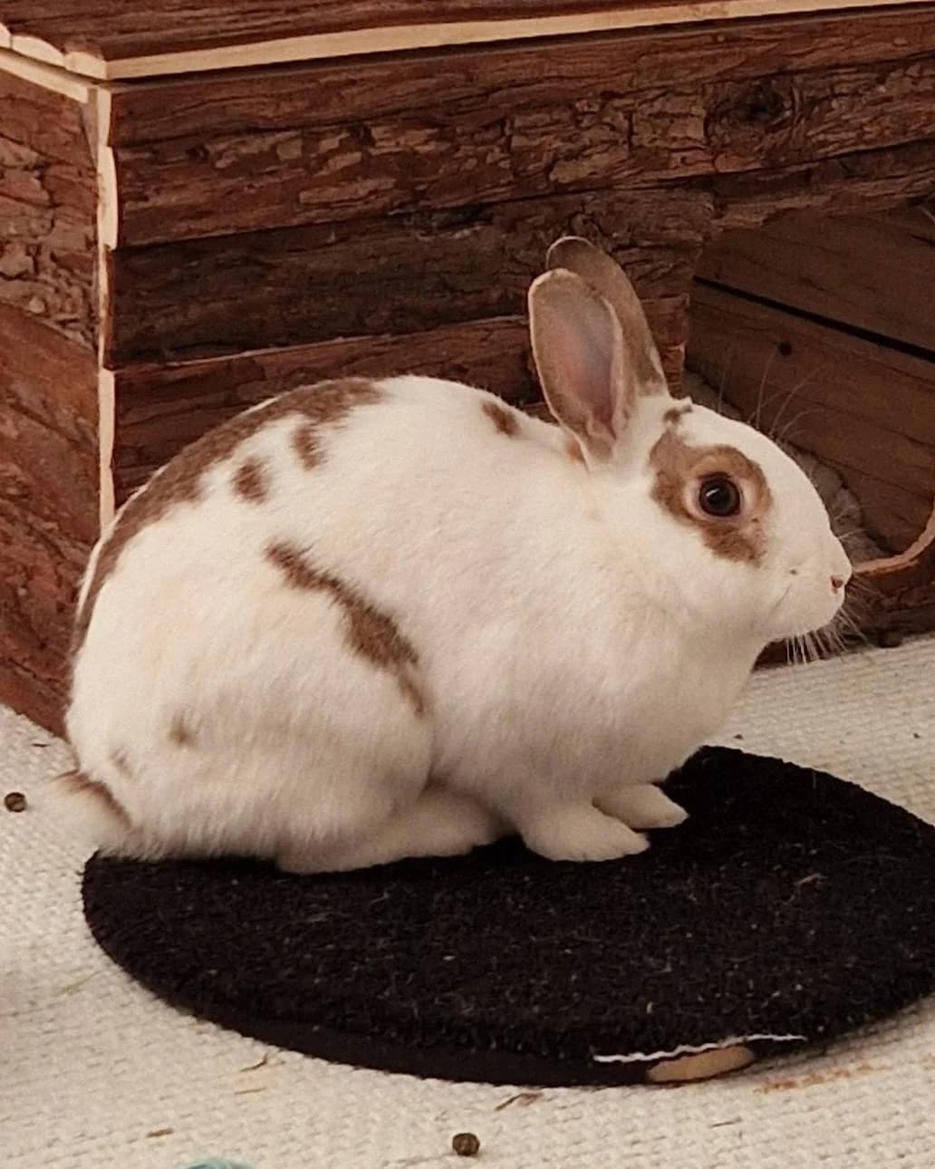 Blomst, female Mixed Breed for adoption at Dyrebeskyttelsen Oslo, Oslo