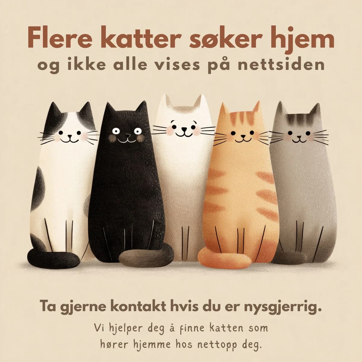 Flere katter søker hjem – og ikke alle vises på nettsiden, male mixed breed for adoption at 2 Save Me